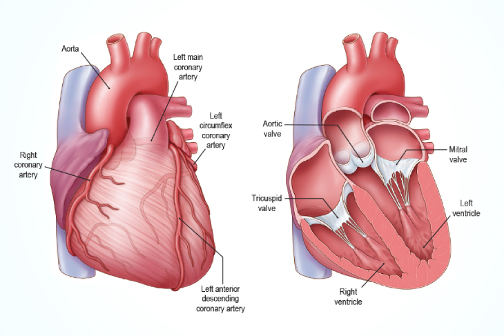 RIGHT HEART CATHETERIZATION STUDY